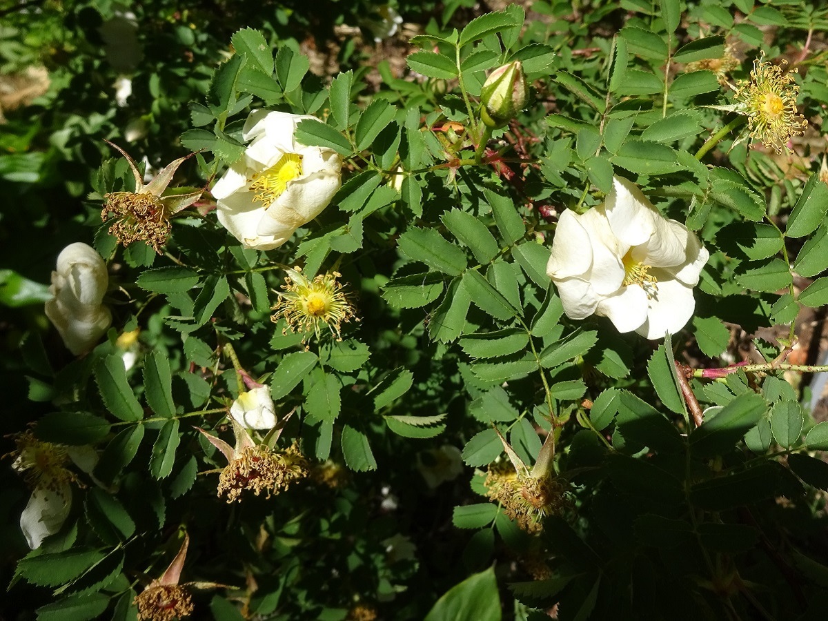 Rosa spinosissima subsp. spinosissima (Rosaceae)